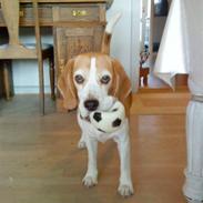 Beagle Loui <3