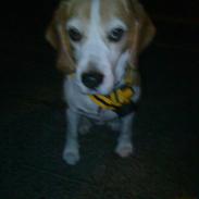 Beagle Loui <3