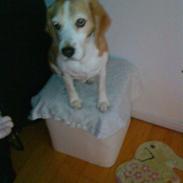 Beagle Loui <3