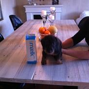 Miniature gravhund batman