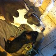 Miniature gravhund batman