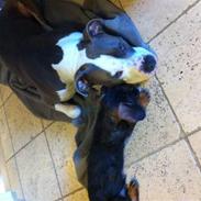 Miniature gravhund batman