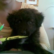 Blanding af racer Valdemar