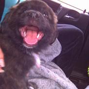 Blanding af racer Valdemar