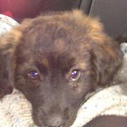 Blanding af racer Valdemar