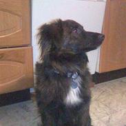 Blanding af racer Valdemar