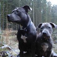 Amerikansk staffordshire terrier Ganga