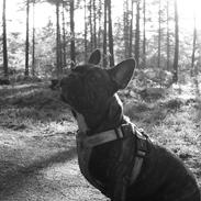 Fransk bulldog Lulu