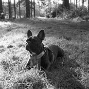 Fransk bulldog Lulu