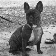 Fransk bulldog Lulu