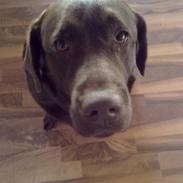 Labrador retriever kira