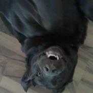 Labrador retriever kira