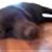 Labrador retriever kira