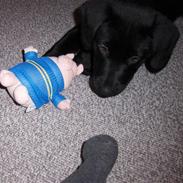 Blanding af racer Malu