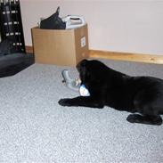 Blanding af racer Malu