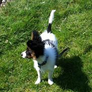 Papillon Springfield Cing Lobo