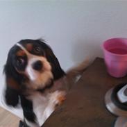 Cavalier king charles spaniel Birkedals Magdale/Maggie