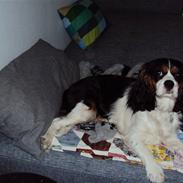 Cavalier king charles spaniel Birkedals Magdale/Maggie