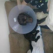 Labrador retriever wax