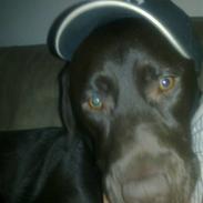 Labrador retriever wax