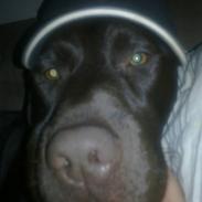 Labrador retriever wax