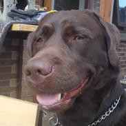 Labrador retriever wax