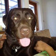 Labrador retriever wax