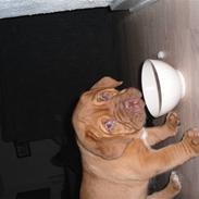 Dogue de bordeaux Oscar