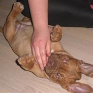 Dogue de bordeaux Oscar