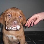 Dogue de bordeaux Oscar