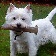 West highland white terrier Westpoint's Bacchus (Walther)