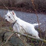 West highland white terrier Westpoint's Bacchus (Walther)