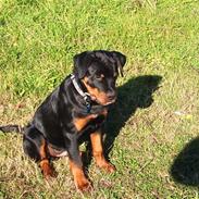 Rottweiler R.I.P Kato