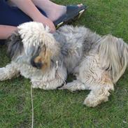 Lhasa apso Madsen *R.I.P!* <3