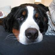 Berner sennenhund Luna