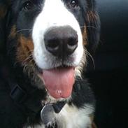 Berner sennenhund Luna