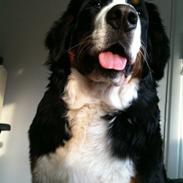 Berner sennenhund Luna