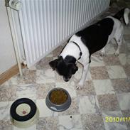 Dansk svensk gaardhund Balder
