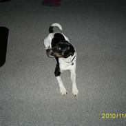 Dansk svensk gaardhund Balder