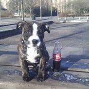 Blanding af racer Tiba