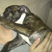 Blanding af racer Tiba