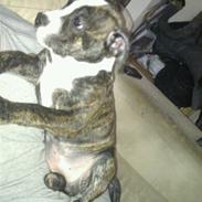 Blanding af racer Tiba