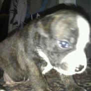 Blanding af racer Tiba