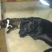 Blanding af racer Tiba