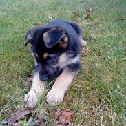 Schæferhund Stella:*<3