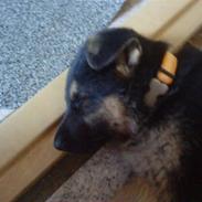 Schæferhund Stella:*<3