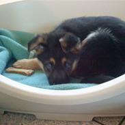 Schæferhund Stella:*<3