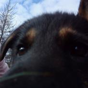 Schæferhund Stella:*<3