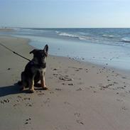 Schæferhund Stella:*<3