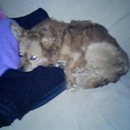 Blanding af racer Maxi